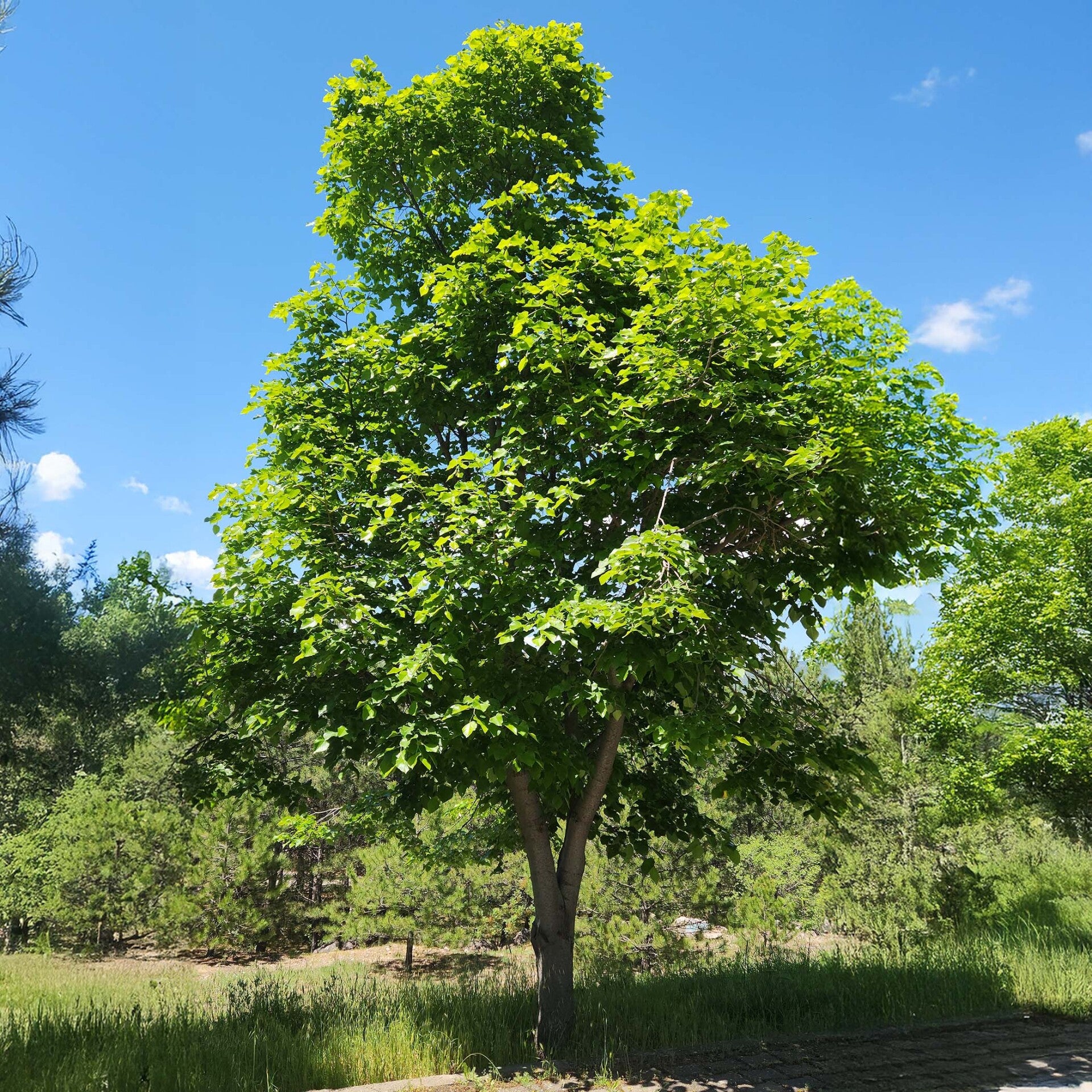 Tilia cordata (winterlinde)