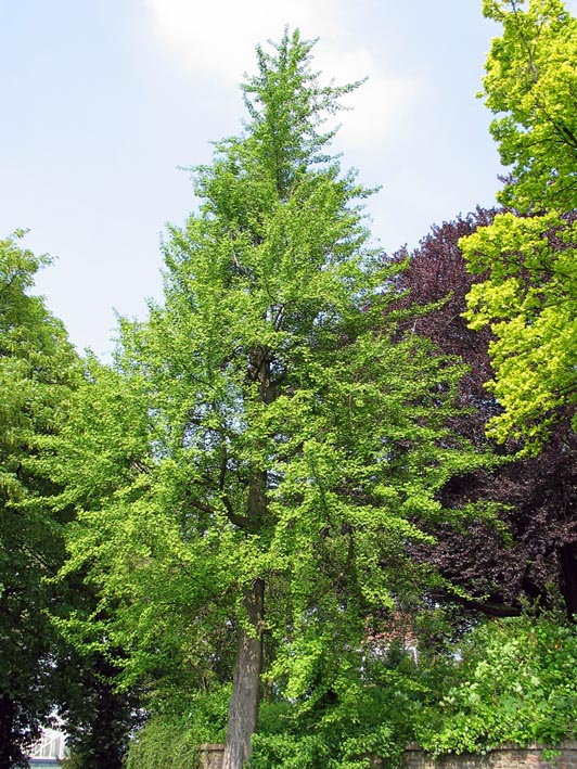 Ginkgo biloba
