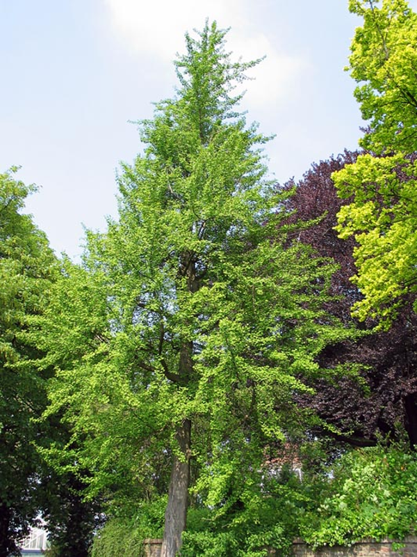 Ginkgo biloba