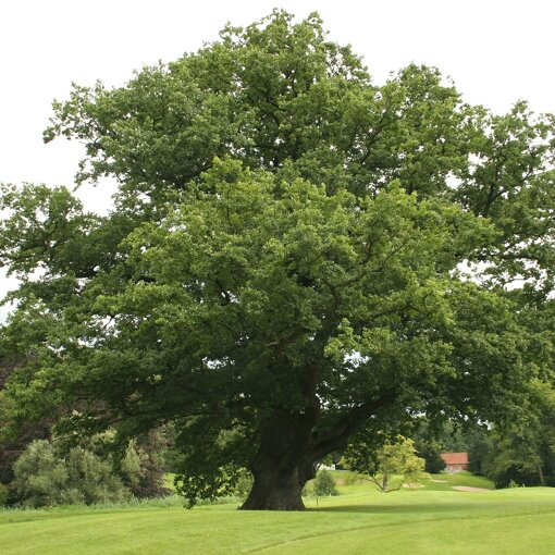 Quercus robur (zomereik)