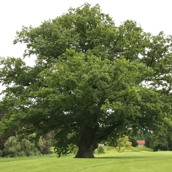 Quercus robur (zomereik)