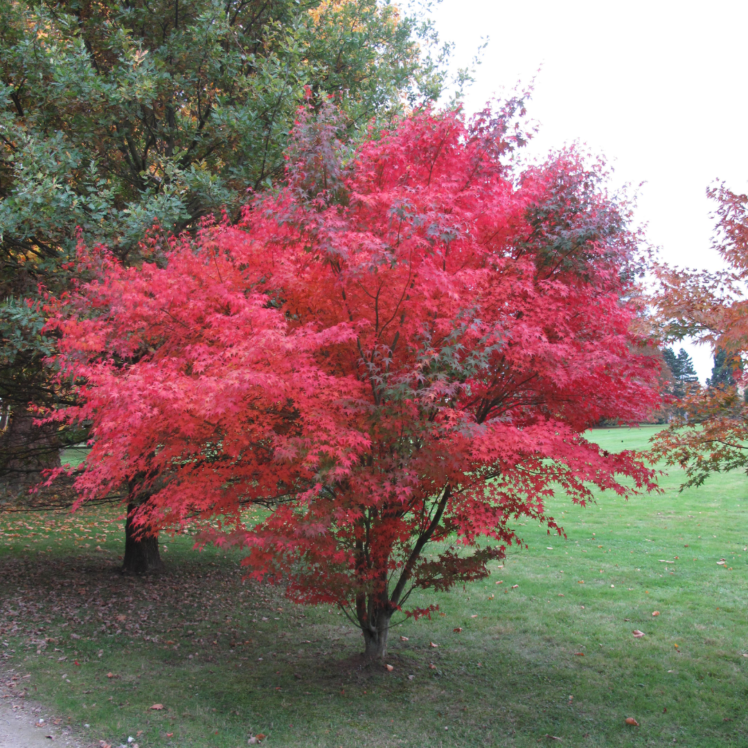 Acer palmatum (japanse esdoorn)