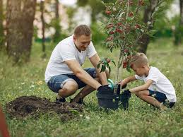 aanplanten