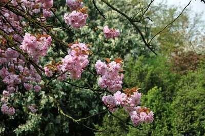 Prunus serrulata (sierkers)