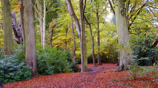Dog walker Lymm Grappenhall Warrington