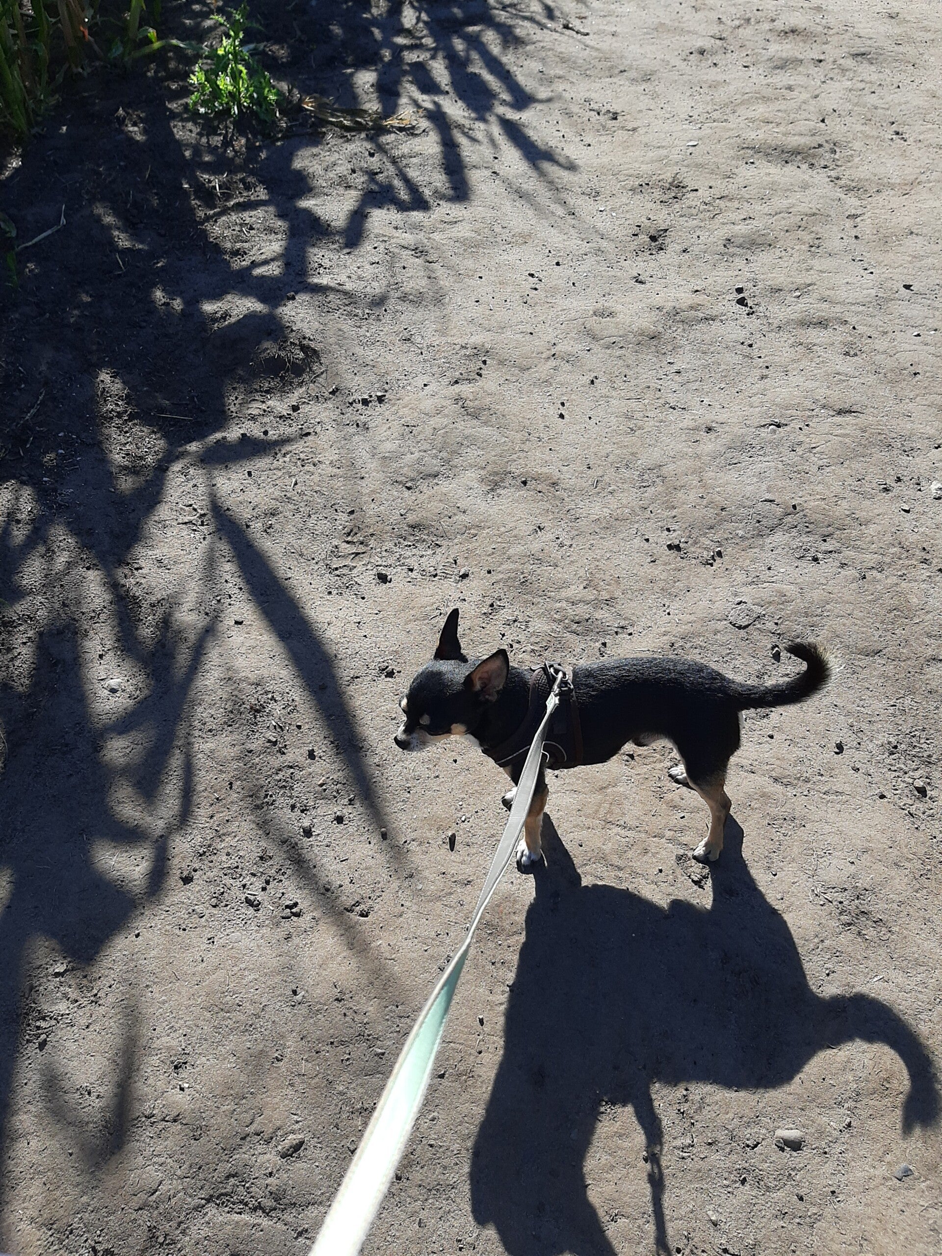 dog walker Lymm Grappenhall Warrington