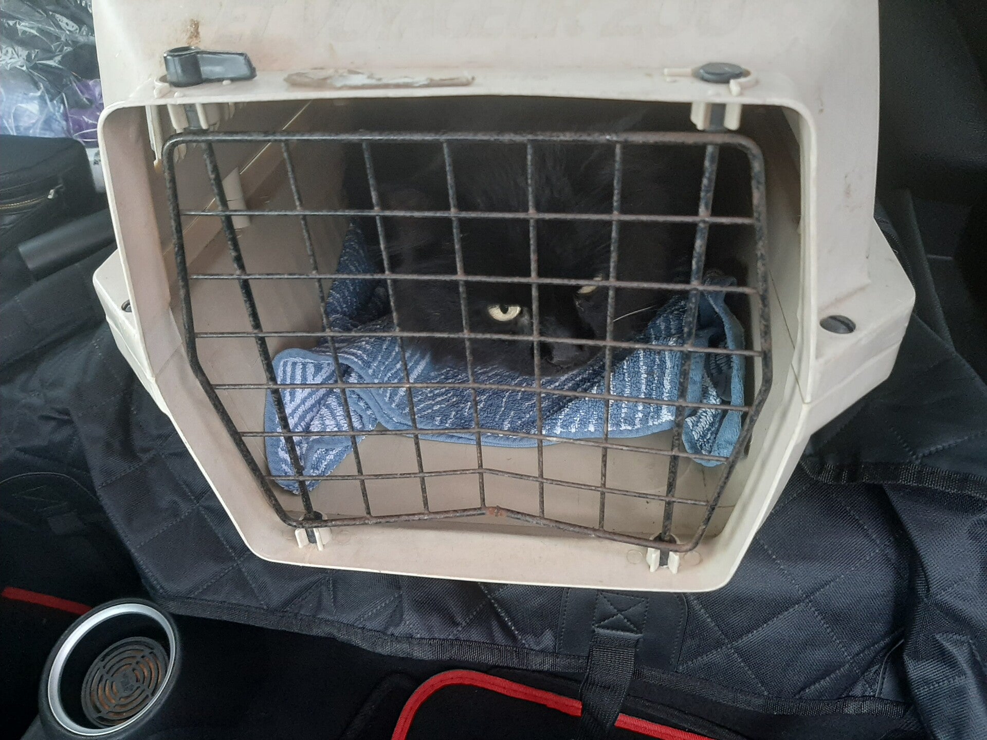 Pet Taxi Warrington, Cheshire Catz