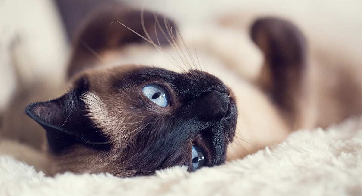 Cat sitter Warrington, Cheshire Catz