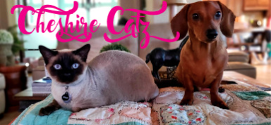 Cheshire Catz pet taxi for veterinary or grooming appointments.  Warrington, Grappenhall, Appleton, Stockton Heath, Thelwall, Lymm. 