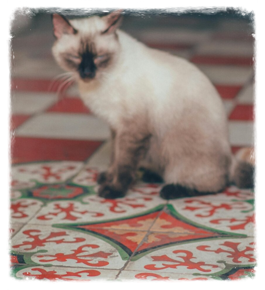 Cat sitting Warrington pet-drop in visits to provide trusted care whilst your away
