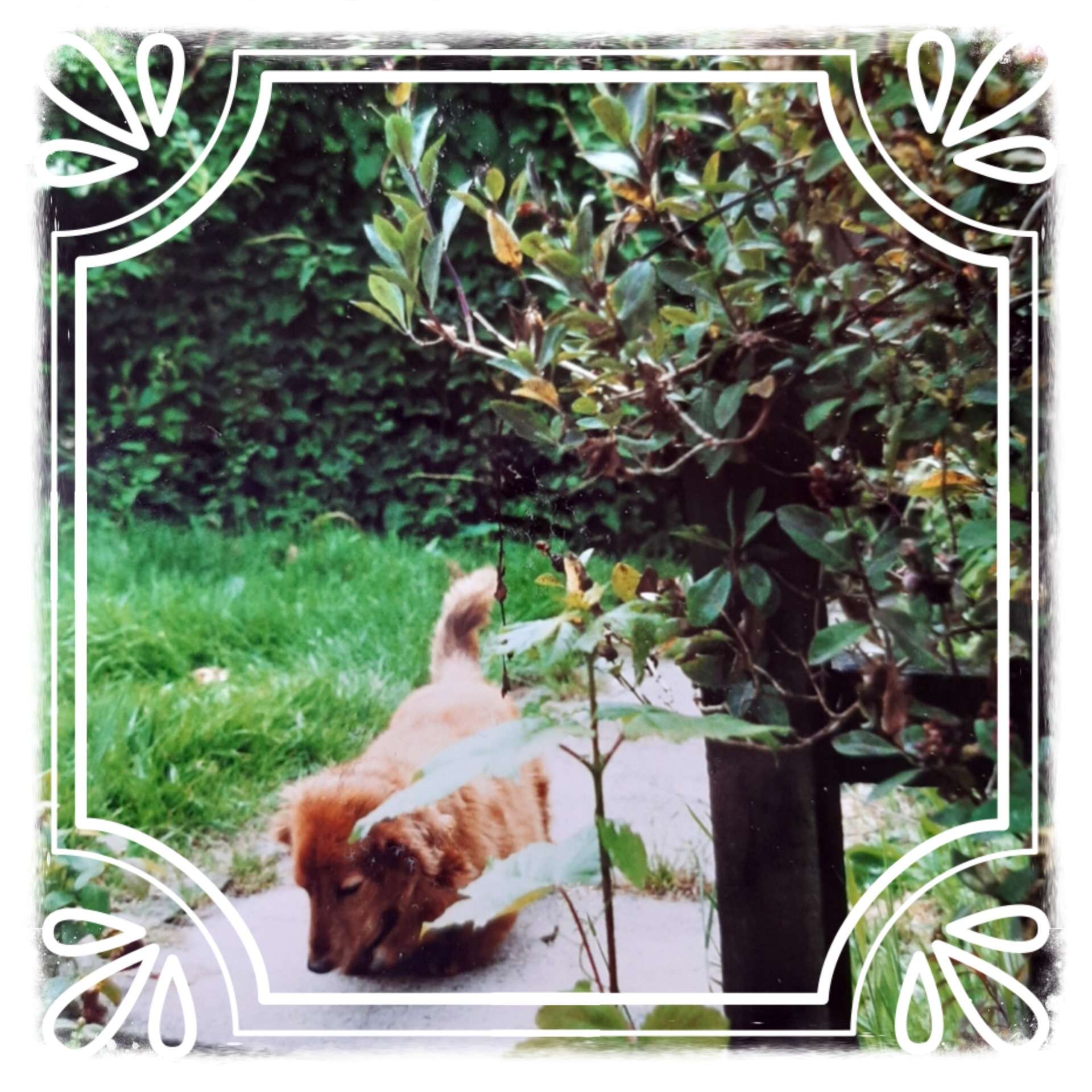 Cheshire Catz Trusted Pet Sitter Grappenhall Warrington Cheshire