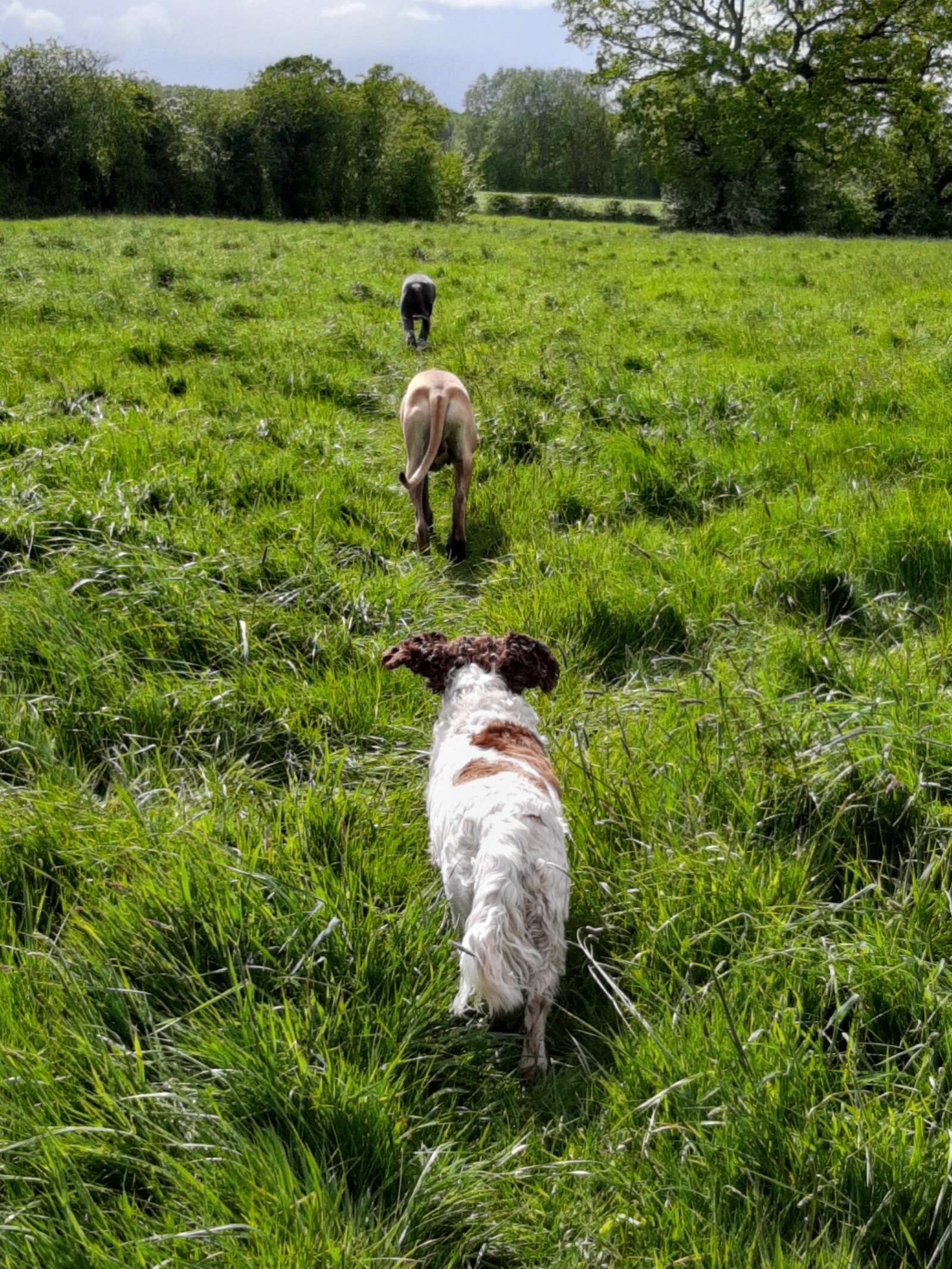 Dog walking Lymm Grappenhall Warrington