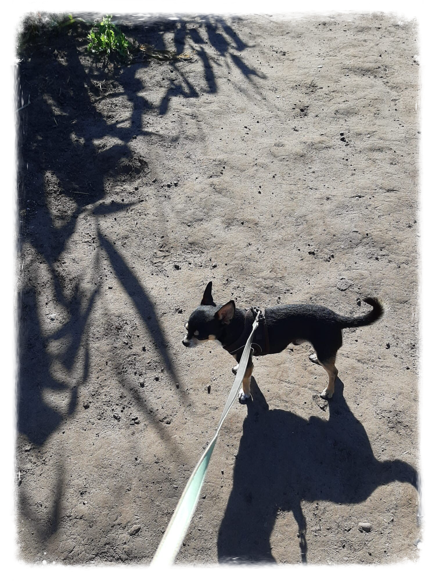 dog walker Lymm Grappenhall Warrington