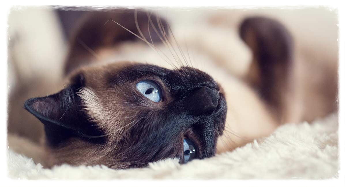 cat sitting Warrington 
