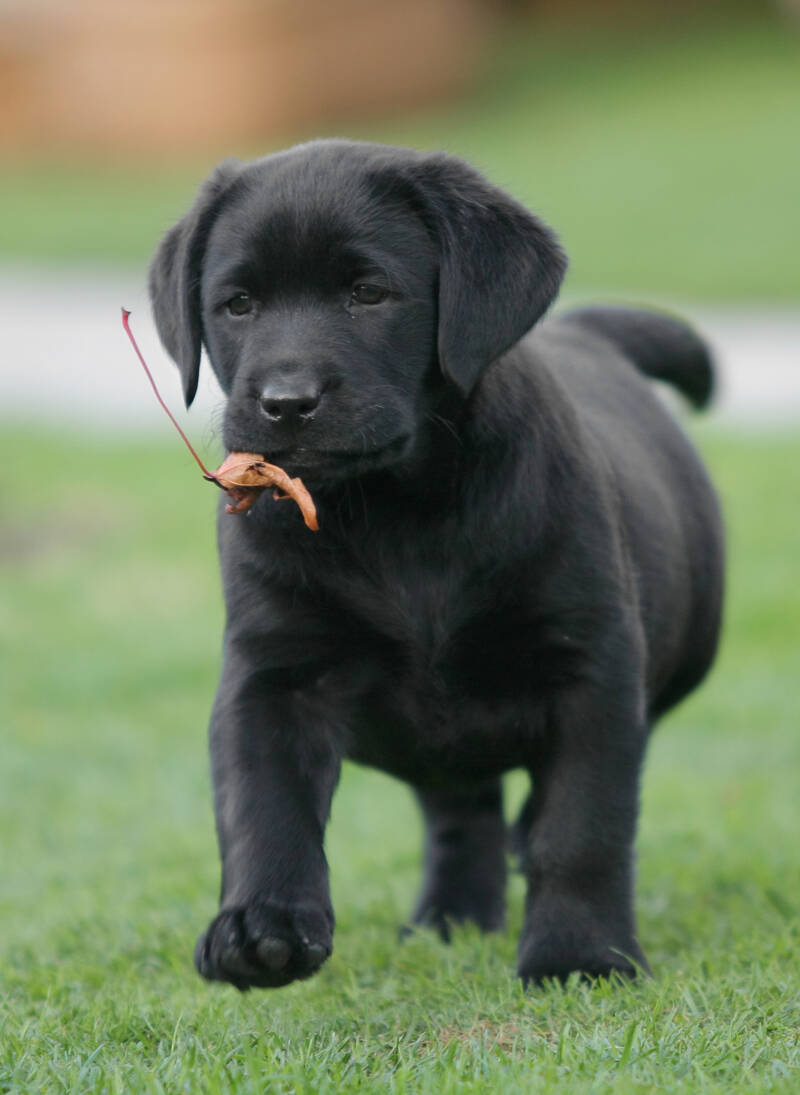 Puppy with Leaf in Mouth