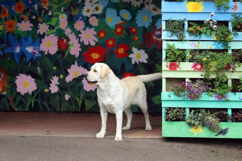 Baileykin Barley Sugar For Baileydale