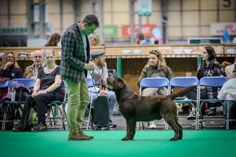 Rumhill Bertie Wooster by Baileydale JW