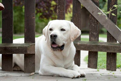 INT CH Baileydale Parker JW ShCM