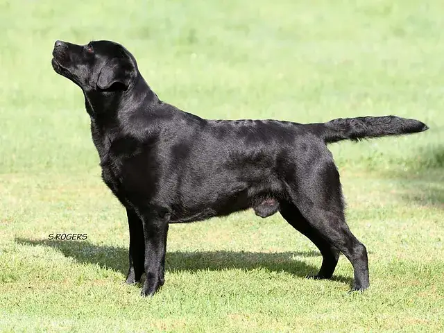 Trenow Rio Grande JW