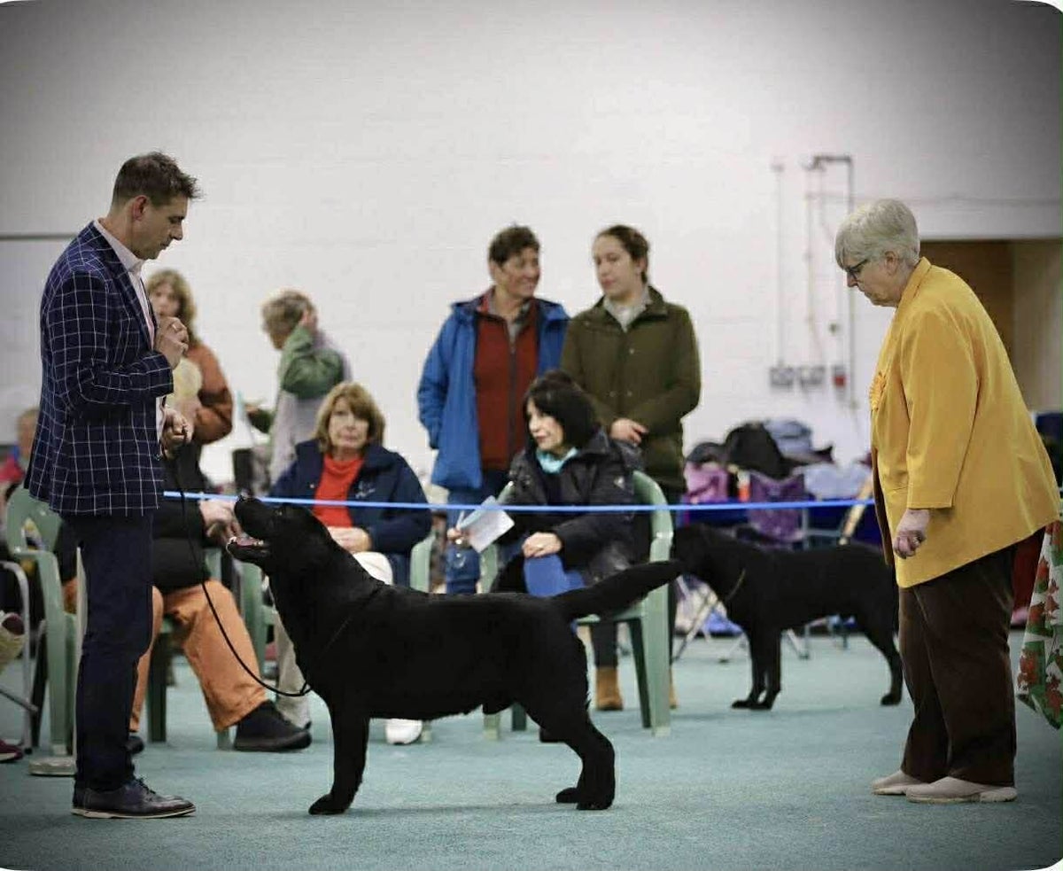 The Boys | Baileydale Labradors