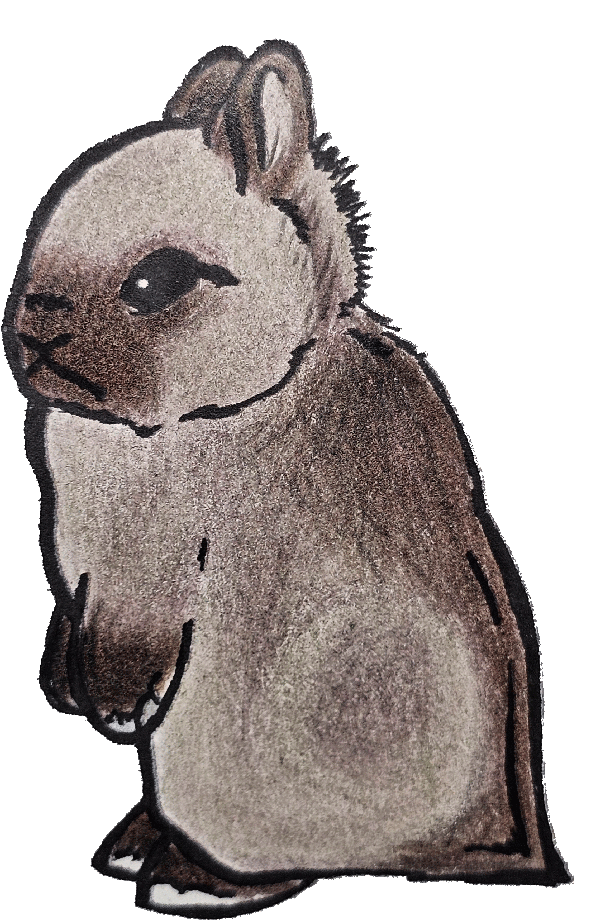 Siamese Sable 2" Vinyl Netherland Dwarf Sticker