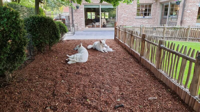 Pinus Maritime schorsen