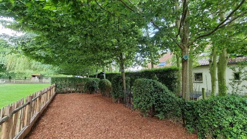 Pinus Maritime Schorsen