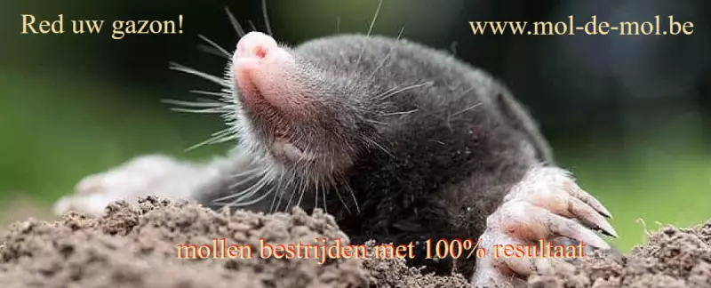 www.mol-de-mol.be