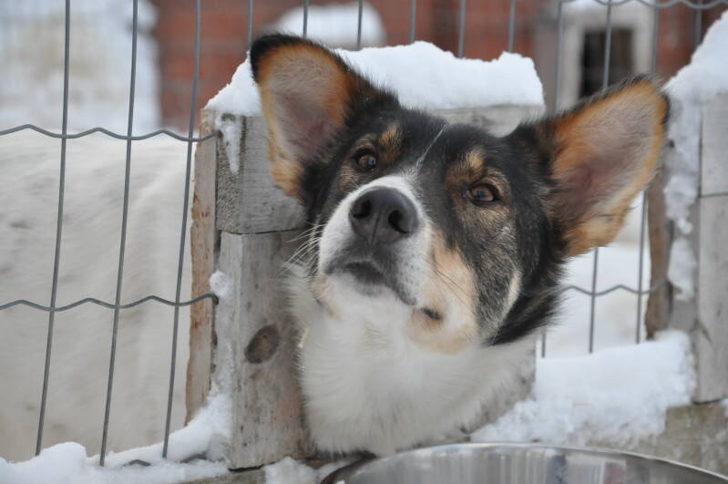 Close-up of husky team ready to start sled ride in Swedish Lapland.