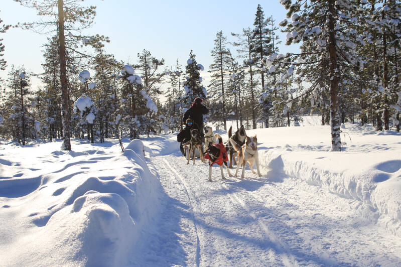 Close-up of husky team ready to start sled ride in Swedish Lapland.