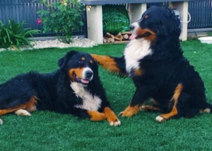 les animaux ressentent des émotions.