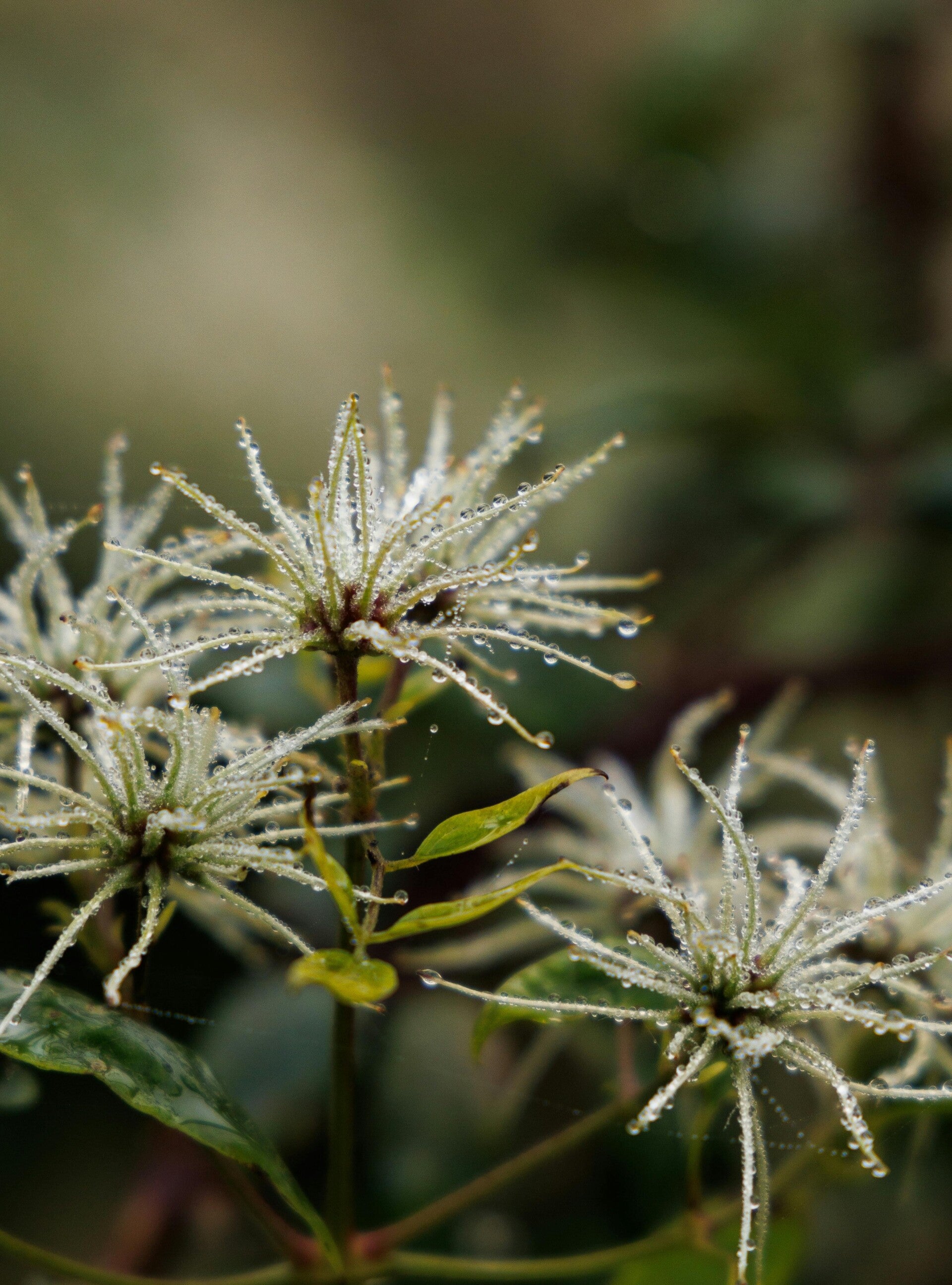 Un mélange personnalisé permet de répondre précisément aux besoins émotionnels de chacun.