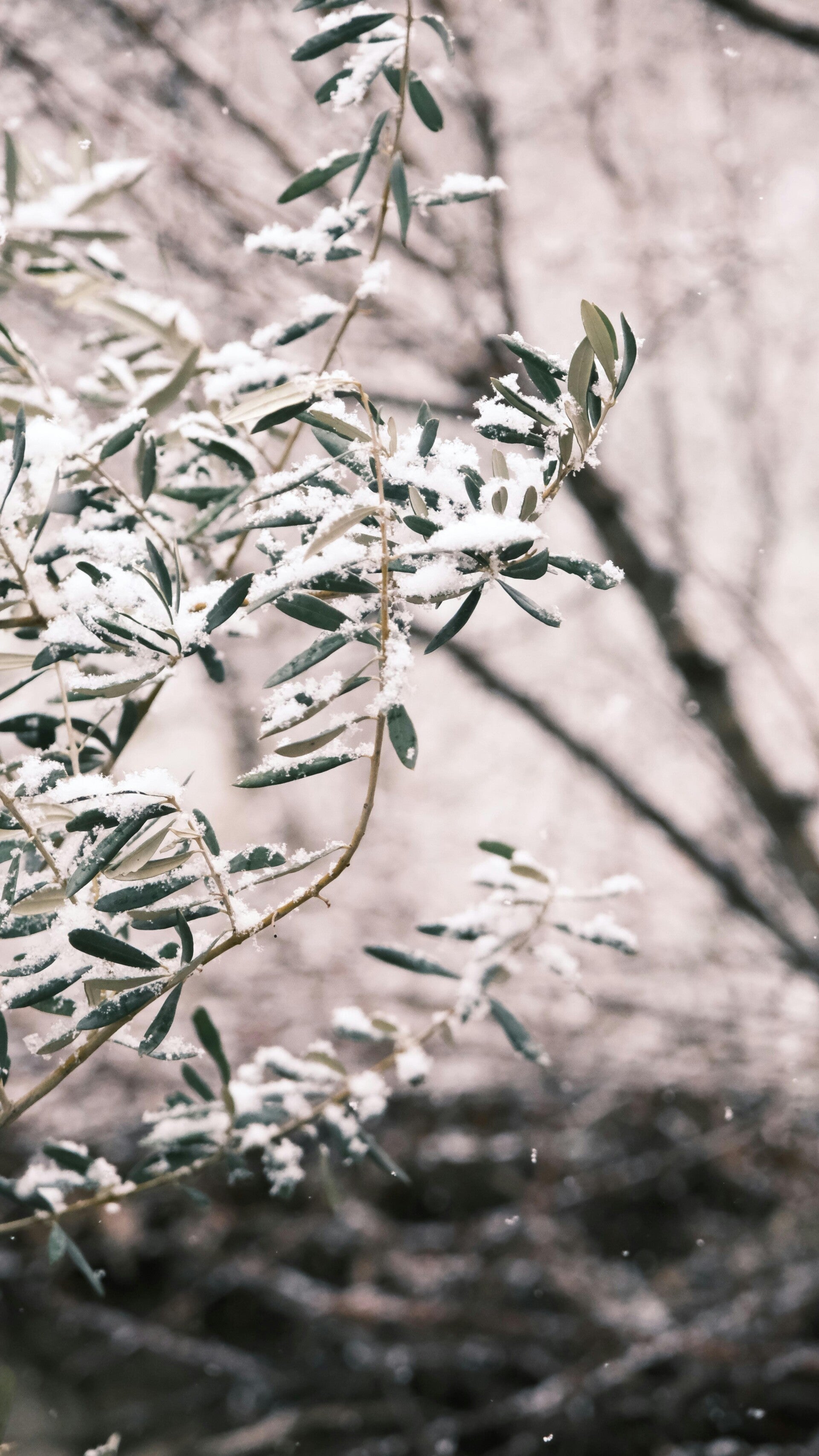 Olive – Pour la fatigue intense et l’épuisement