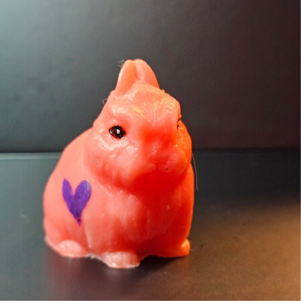 Alfie Watermelon Netherland Dwarf
