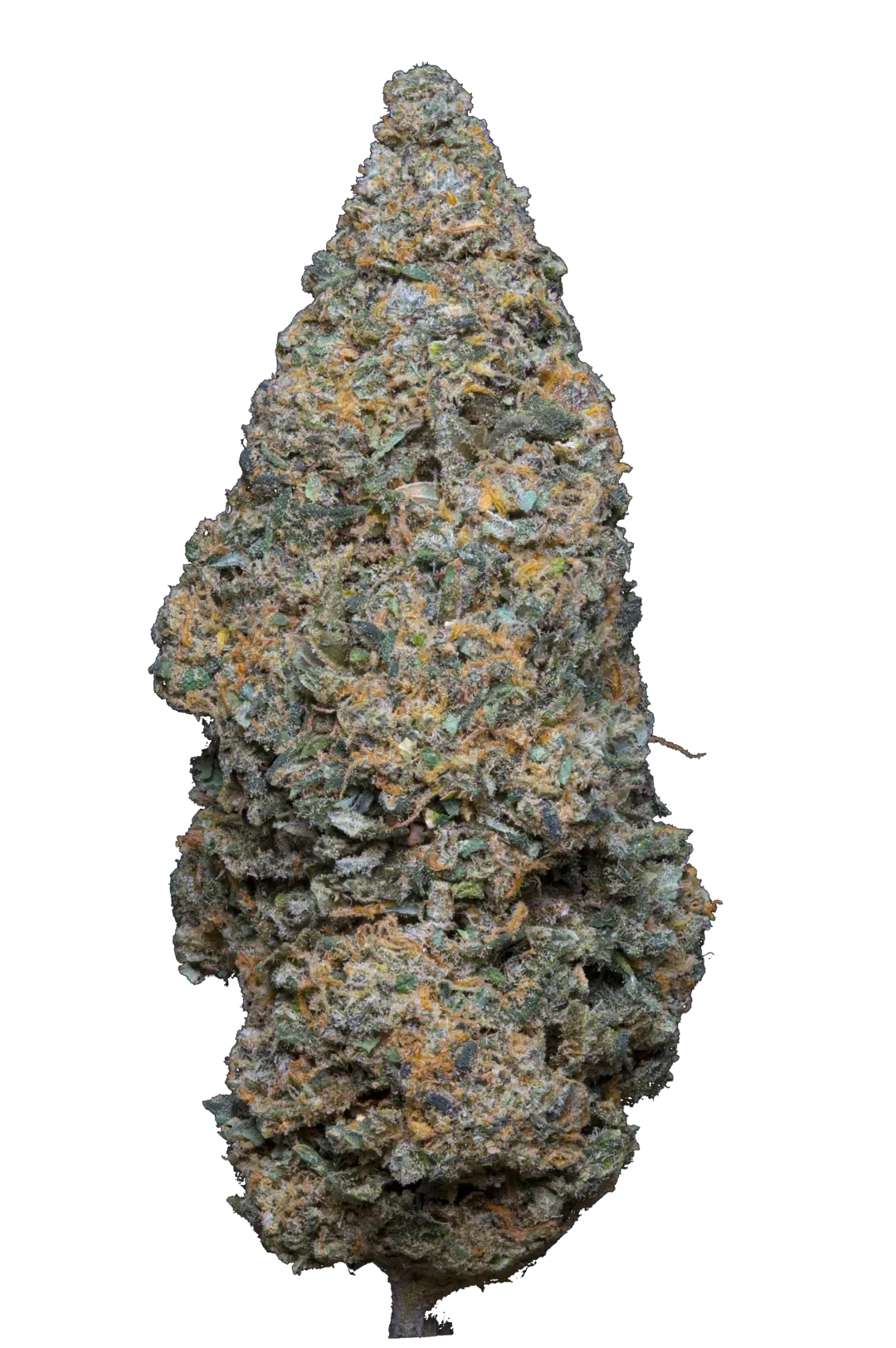 Kosher kush