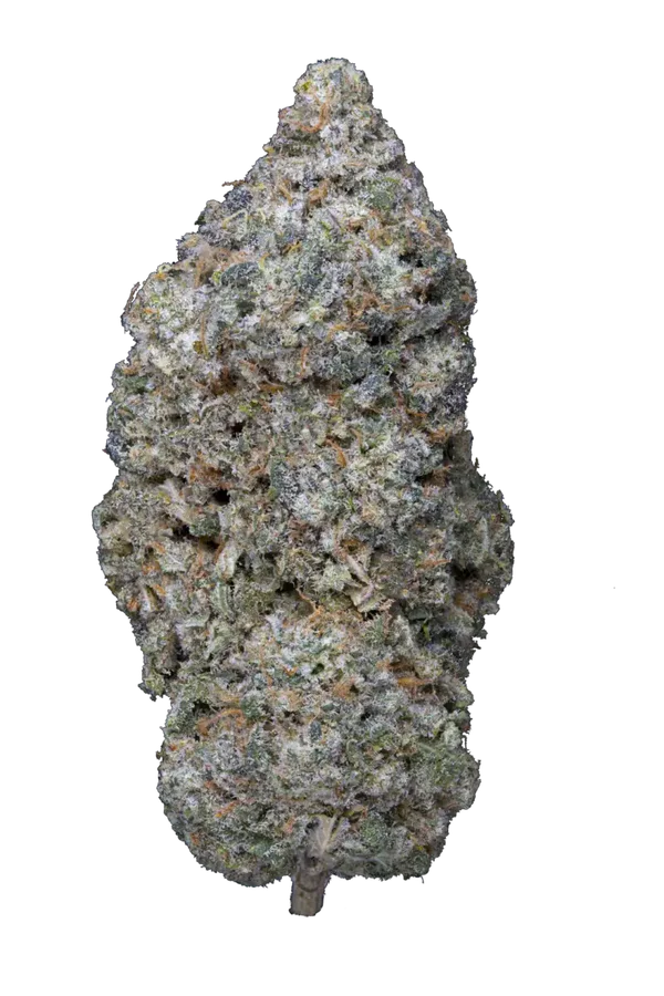 LEGENDARY SKUNK