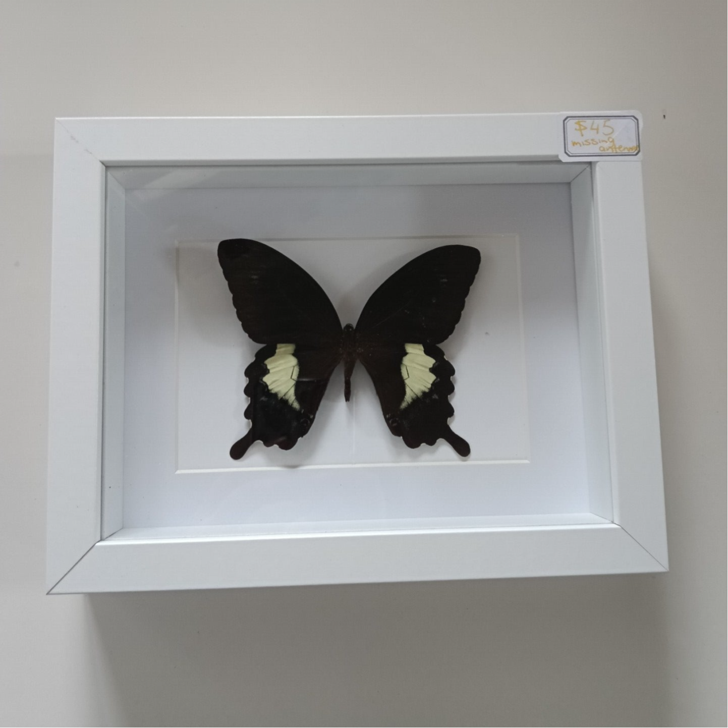 Papilio Fuscus