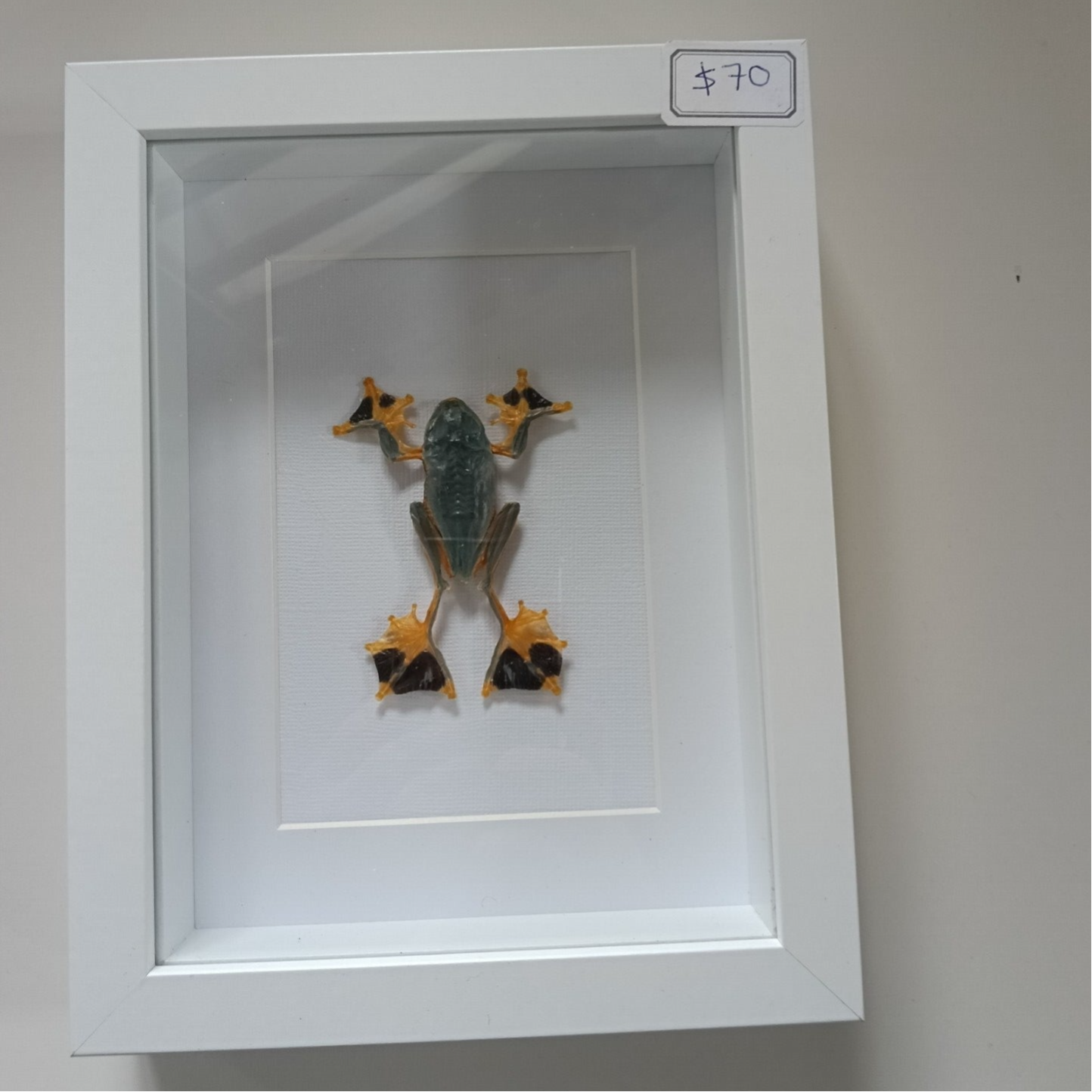 Reinwardt's Tree Frog