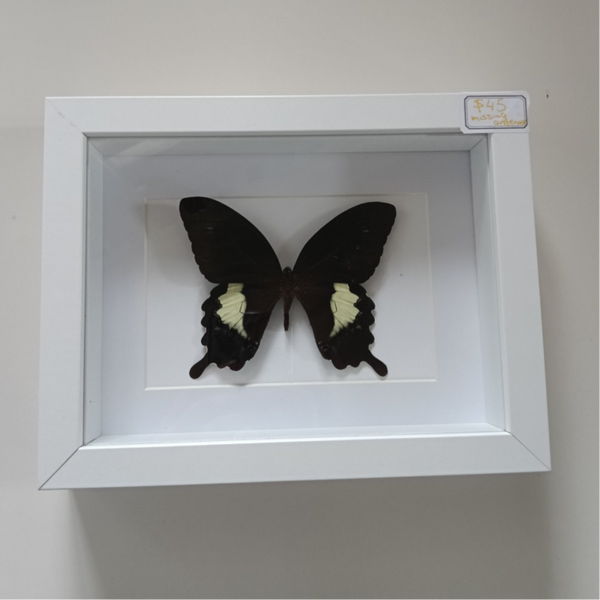 Papilio Fuscus