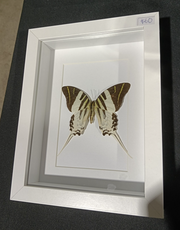 Butterfly frames x3