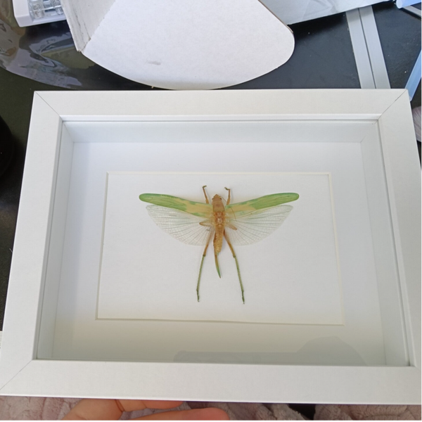 Katydids- Bush Cricket