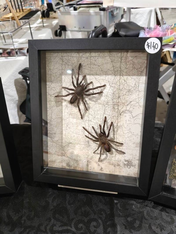 Java Tarantula frames x2 1 pokemon theme