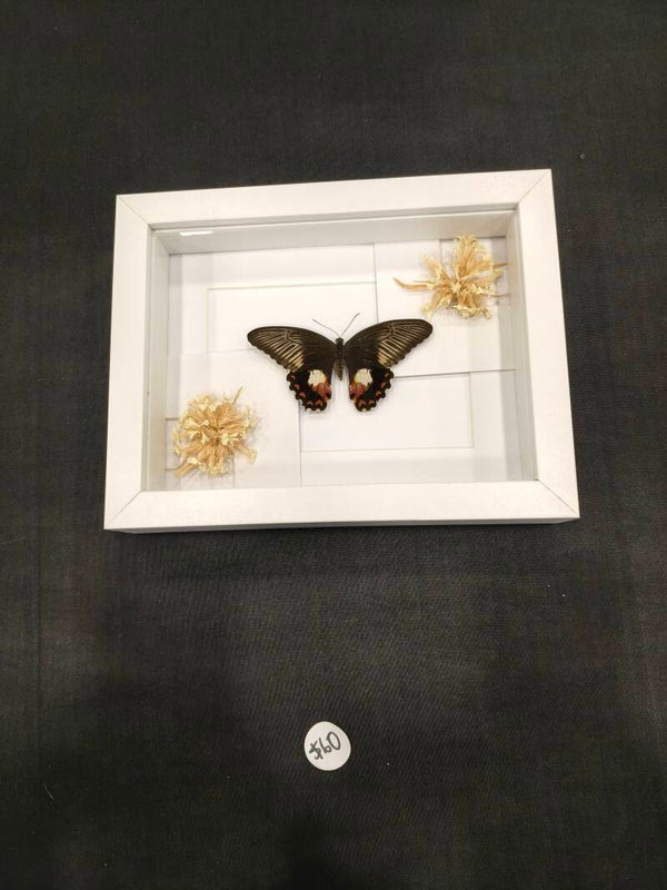 Single butterfly