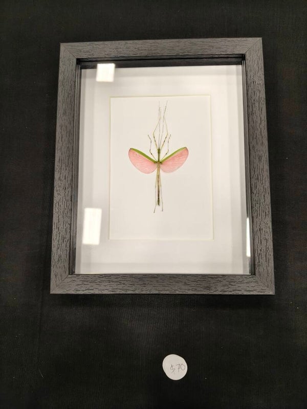 Stick insect