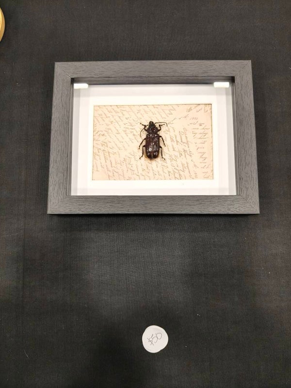 Beetle
