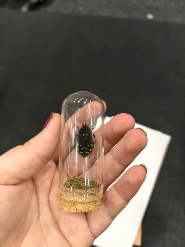 Beetle #5