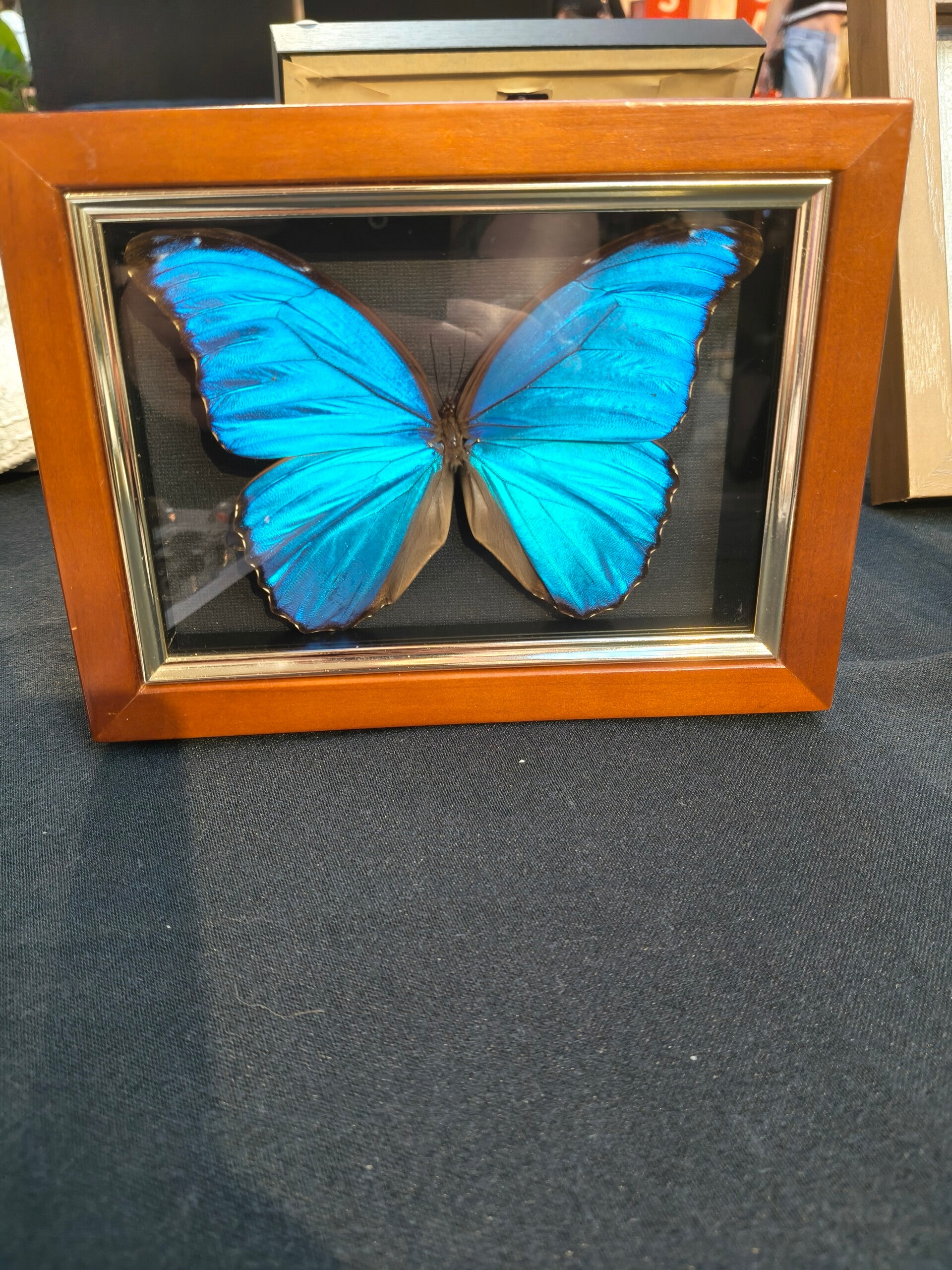 Morpho Butterfly reloved jewelry box