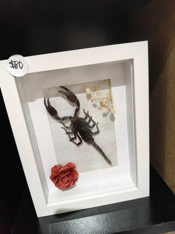 Scorpion frames- choose 1