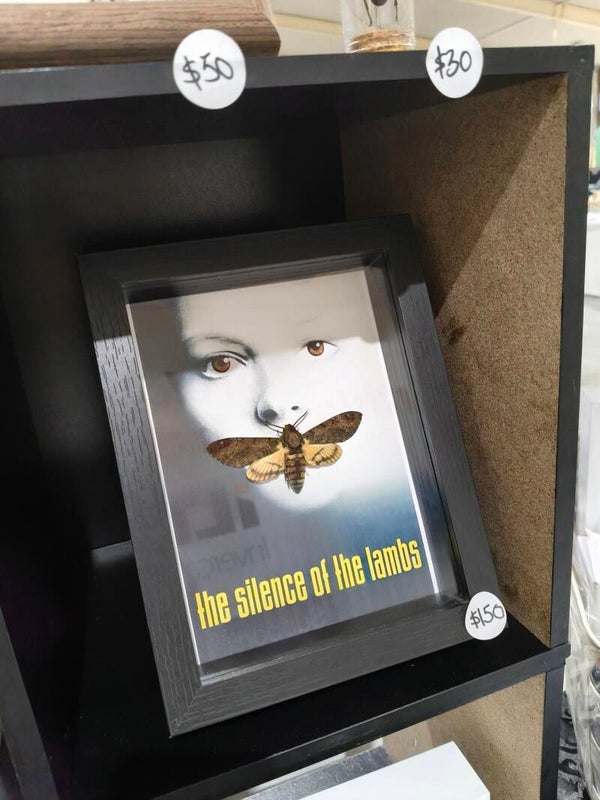 Lesser Deathhead Hawkmoth