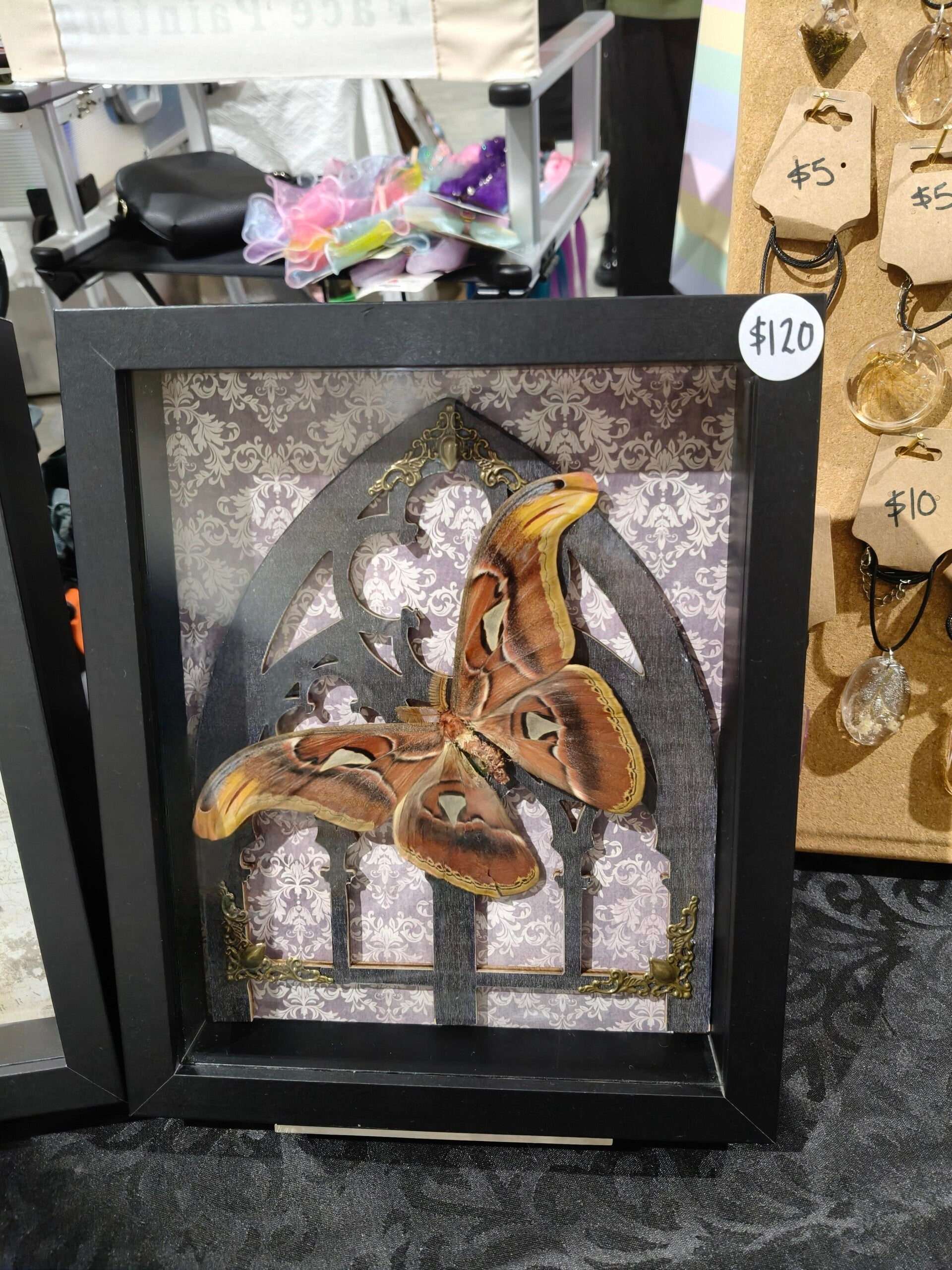 Atlas Moth